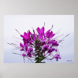Poster Flor de aranha - Fechar
