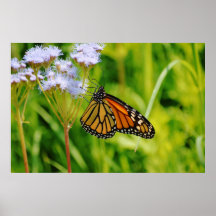 Flor de Arte com Fotografia Monarca bonito