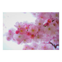 Flor de Árvore de Cereja Japonês