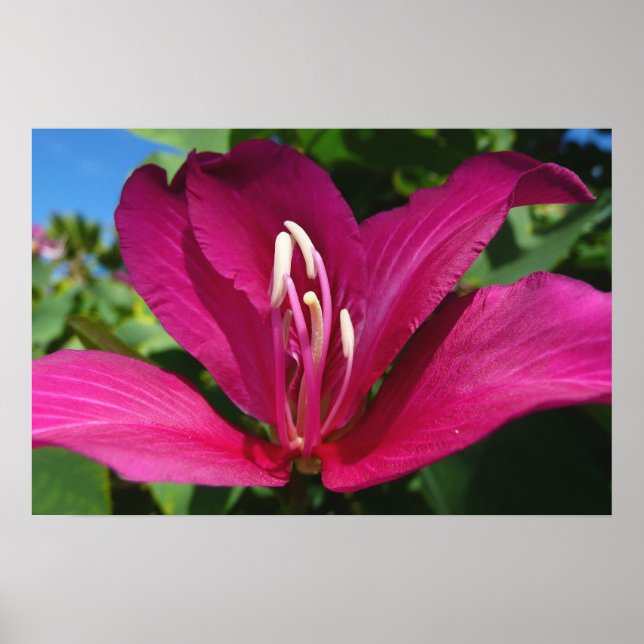 Póster Flor de Árvore de Orquídea Floral Tropical (Frente)