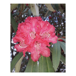 Póster Flor de árvore vermelha