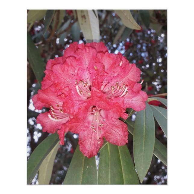 Póster Flor de árvore vermelha (Frente)