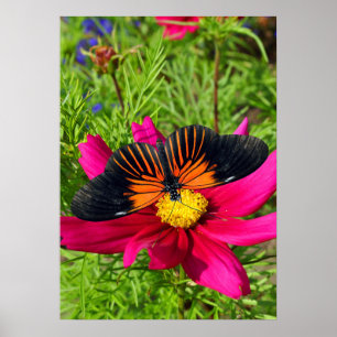 Poster Flor de áster mexicano com uma Doris Longwing