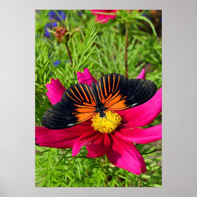 Poster Flor de áster mexicano com uma Doris Longwing (Frente)