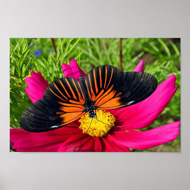 Poster flor de áster mexicano com uma Doris Longwing (Frente)