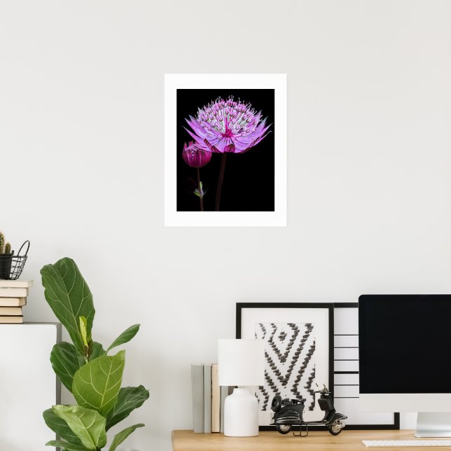 Poster Flor de Astrantia Rosa em Floral Preto (Escritório em casa)