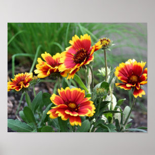 Poster Flor De Banheira De Gaillardia Vermelha E Amarela