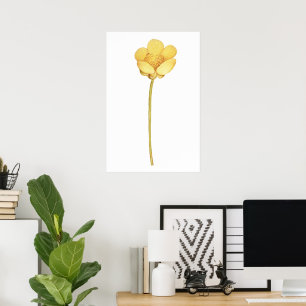 Poster Flor de botão-de-ouro amarelo em flor
