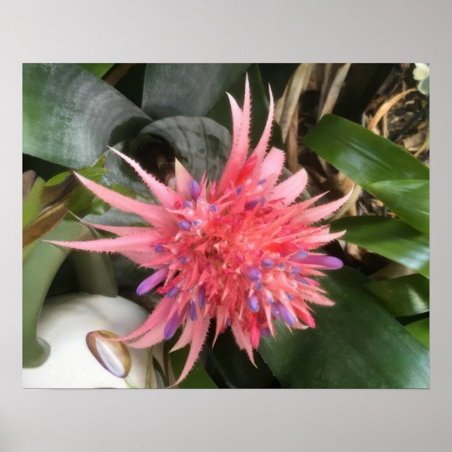Poster Flor de Bromelia (Frente)