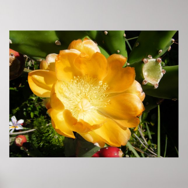 Poster Flor de Cacto Desabrocha em Laranja (Frente)