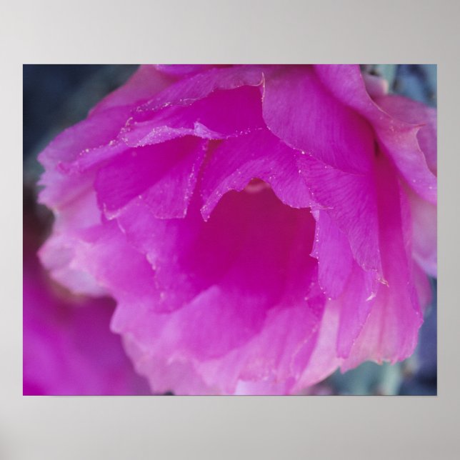Poster Flor de Cactoouriço-Rosa (Echinocereus (Frente)