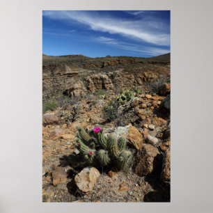Póster Flor de Cactus