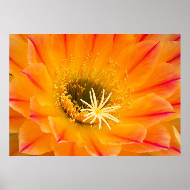 Poster Flor de Cactus Amarelo (Frente)