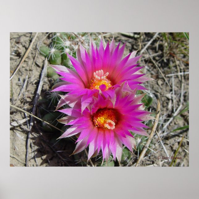 Poster Flor de Cactus Bola F5 "Escobaria vivipara" (Frente)