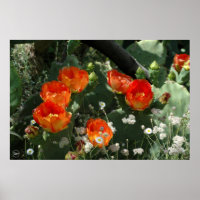 Flor De Cactus De Pera Laranja