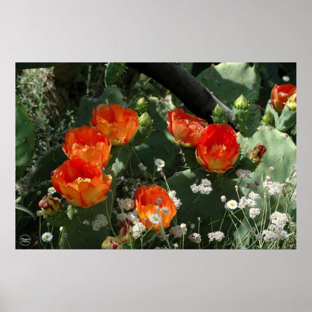 Poster Flor De Cactus De Pera Laranja (Frente)