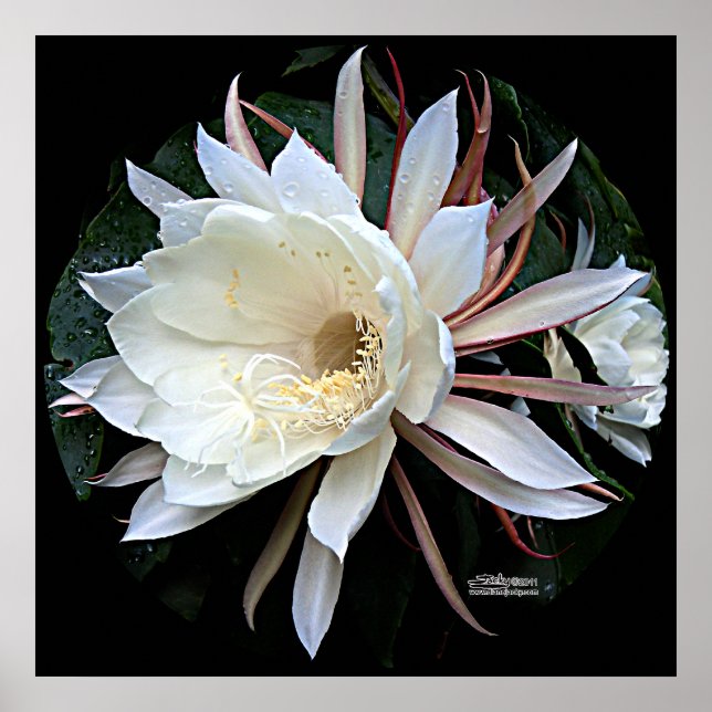 Poster Flor De Cactus Epífitas (Frente)