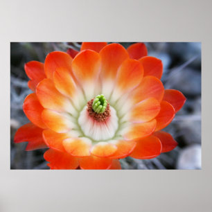 Poster Flor de Cactus Laranja