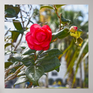 Poster Flor de Camélia Cereja Vermelha e Broto