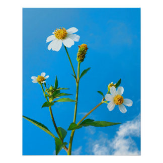 Póster Flor de Carrapicho
