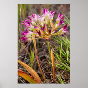 Póster Flor de Cebola Tapertip nos Painted Hills