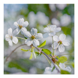 Póster Flor de Cereja Branca