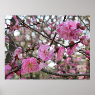 Poster Flor de cereja rosa / Sakura / サ ク ラ(桜)