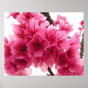 Póster Flor de cerejeira