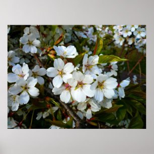 Póster Flor de cerejeira II