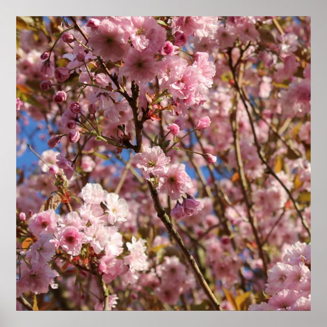 Poster Flor de Cerejeira Rosa da Primavera (Frente)