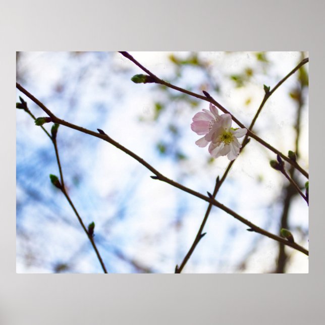 Poster Flor de Cerejeira Sakura em um Galho (Frente)