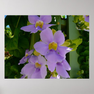 Póster Flor de Céu Vine Tropical Floral Roxa