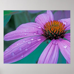 Poster flor de cone roxo com gotas de água