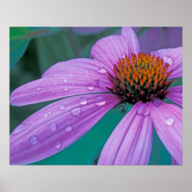 Poster flor de cone roxo com gotas de água (Frente)