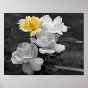 Poster Flor de Cor Parcial do Cluster Rosa Amarelo