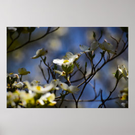 Poster Flor de Corniso, 