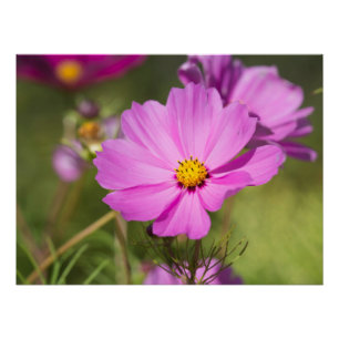 Póster Flor de Cosmos Rosa 2