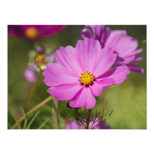 Póster Flor de Cosmos Rosa 2 (Frente)
