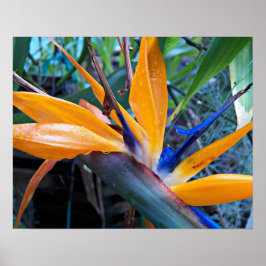 Póster Flor de Crane Tropical Fotográfica