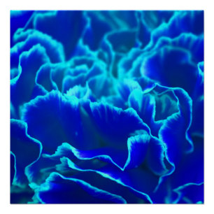 Póster Flor de cravo-da-índia e azul-vibrante