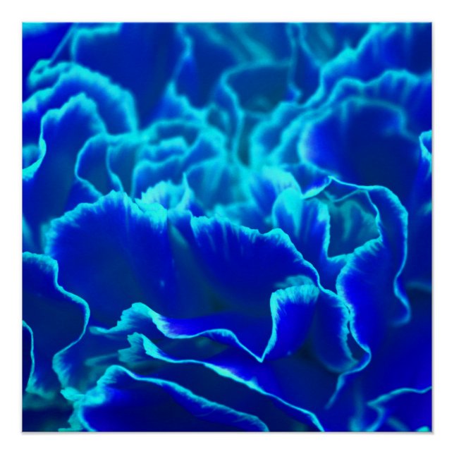 Póster Flor de cravo-da-índia e azul-vibrante (Frente)