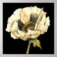 Flor de Creme Poppy no Fundo Preto