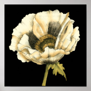 Poster Flor de Creme Poppy no Fundo Preto