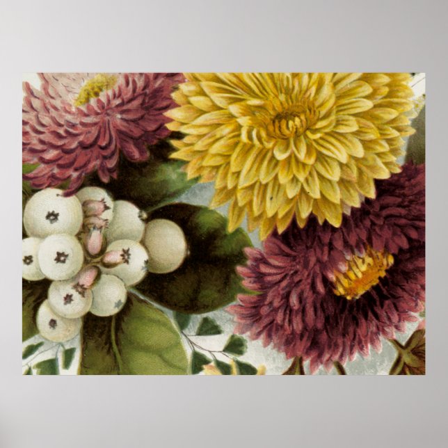 Poster Flor de Crisântemo Mum Floral (Frente)