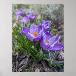 Poster Flor de Crocus Roxa