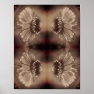 Poster Flor De Daisy Zinnia Suave Na Vintage Sepia Abstra
