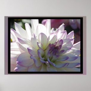 Póster Flor De Dália Branca Roxo