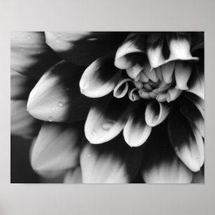 Póster Flor de Dália Preta e Branca