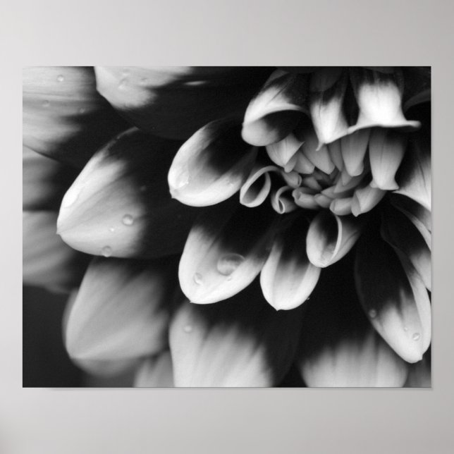 Póster Flor de Dália Preta e Branca (Frente)