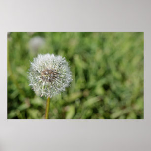 Poster Flor de dandelion branco sobre grama verde